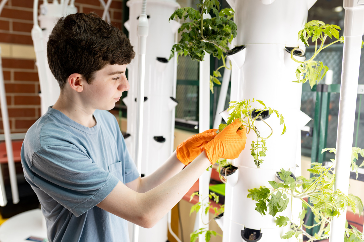 Steven Hoffen examines a hydroponic plant.
